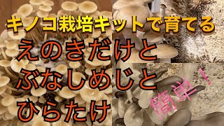 ♯簡単♯楽しい キノコ栽培キットで作る えのきだけ&ぶなしめじ&ひらたけ