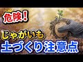 【第5回】じゃがいも栽培→危険！土づくりの注意点【家庭菜園】