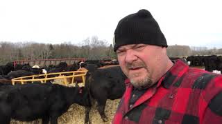 Cattle On Corn Stalks/Fodder!!!!