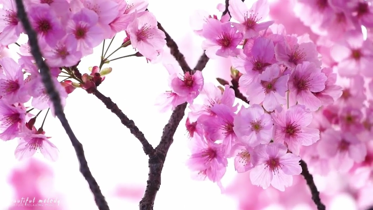 Tranquil Chrisitian Science Organ Music