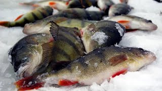 ЧУДСКОЕ ОЗЕРО!КОДАВЕРЕ.ВОТ ЭТО Я ПОПАЛ.ЗИМНЯЯ РЫБАЛКА НА МОРМЫШКУ 2025.