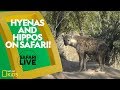 Hyena and Wildlife Behavior Questions