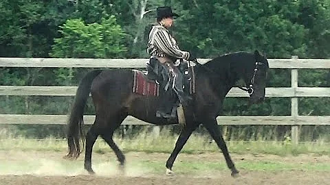 NAWD Intro 2 with Gaited Horse