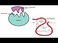 Enzymes AQA A Level Biology