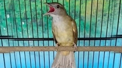 KAPAS TEMBAK GACOR MBESET, Guru Vokal Burung Kicau
