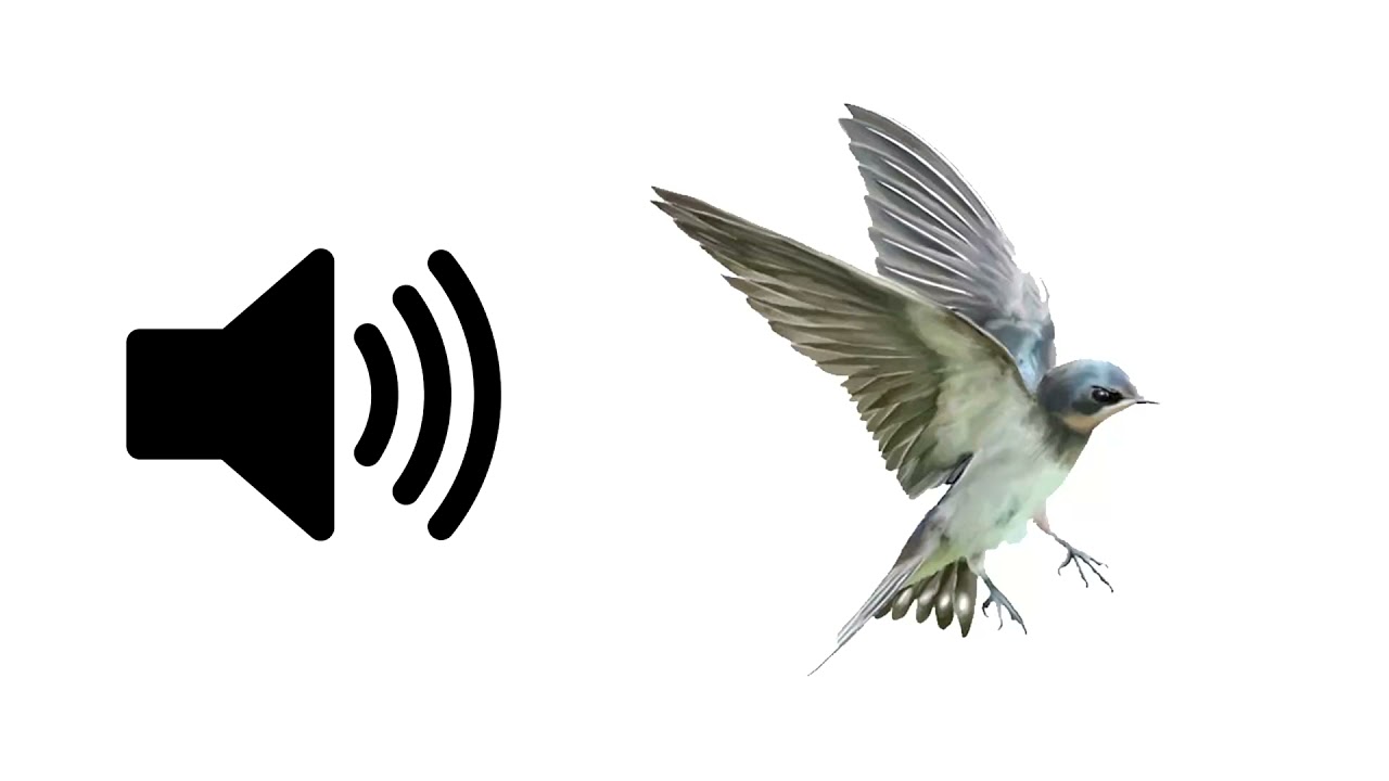 Звук bird. Fly Sound. Голубь взмах крыльями. Звук пролевшой птицы. Звук махание хвостом.