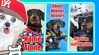 Movie Star Dog Compilation - Crusoe, Oakley, and Daphne! Reaction by @ChopsicleTheDog