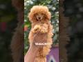 Toy poodle puppies available in kerala #shorts