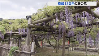 飛騨市で樹齢130年の藤が見ごろ　15日は3年ぶりに藤まつりも開催(2022/5/14)