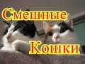 Забавные кошки. Позитив.Создай себе хорошее настроение