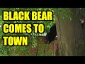 Black Bear in Downtown Cartersville