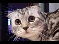 Toffee from Scottish Fold Kitten to Cat - Cute and Funny Cats Compilation