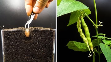 Growing Cranberry Bean Time Lapse - Seed To Pod in 42 Days
