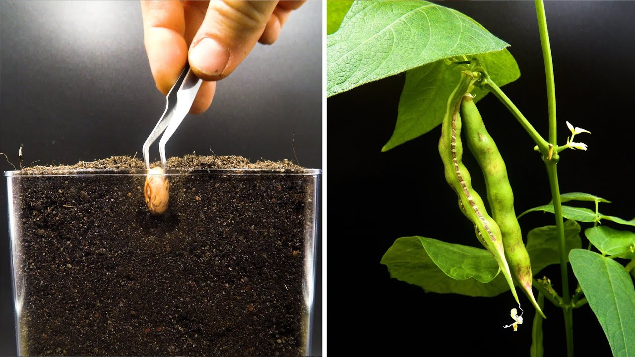 Growing Cranberry Bean Time Lapse Seed To Pod in 42 Days YouTube