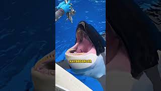 Orkalar Neden Buz Yiyor?