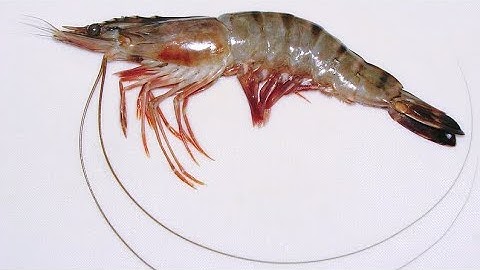 prawn appendages#morphology #prawn #practical #zoology @naveenkumarthalathoti