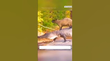 Tại sao cá sấu lại không ăn thịt Capybara #shorts