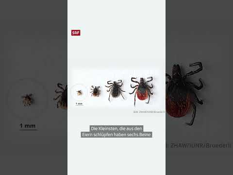 Zecken: So «gross»