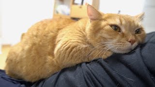 猫をダメにするクッション（腹）-Daddy's belly makes the cat feel good and can't move.-