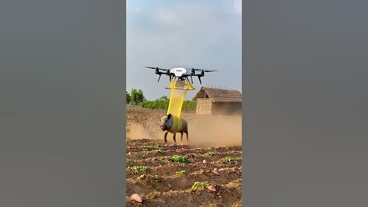 Drone Captures Wild Boar Entering Farmland!