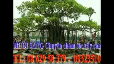 [[[0932351048.]] dịch vụ cắt cỏ, trồng cây xanh sân vườn quận 2.tphcm