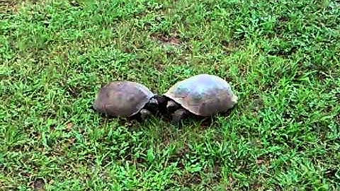 Fighting gopher tortoises