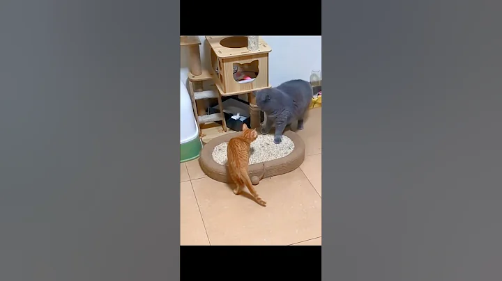 Video 11340051: talking cats fighting, meowing cats fighting, cats mating funny, cat cute funny