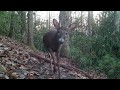 Buck with broken right-front hoof settles down to rest at my trail cam