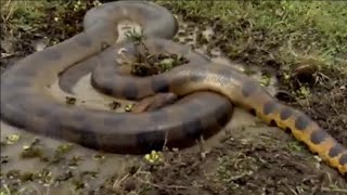 Anaconda – The Heavyweight King of Snakes 🐍 | World’s Biggest Snake | Nat Geo Wild Style...