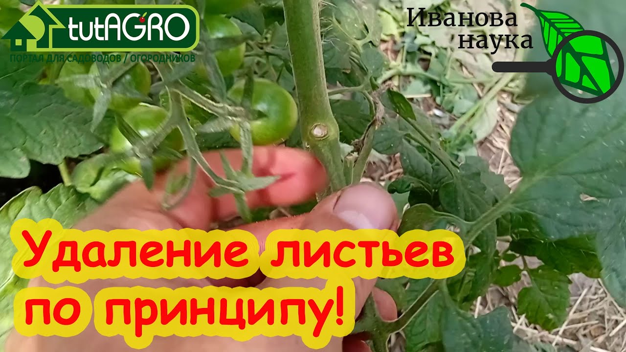 Не удаляйте лишнего! Самый простой принцип удаления листьев у томата: собрал плоды - удали и листья.