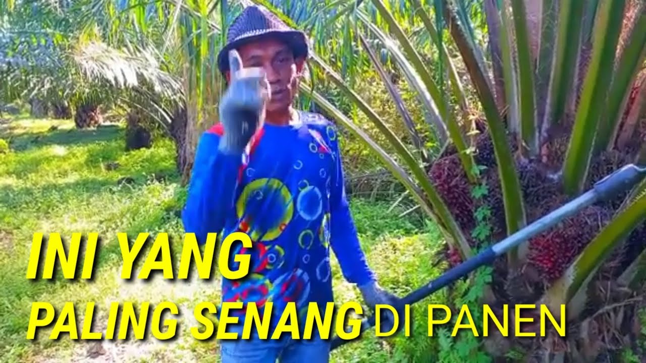 Panen sawit pokok rendah buah nya banyak sawit super unggul