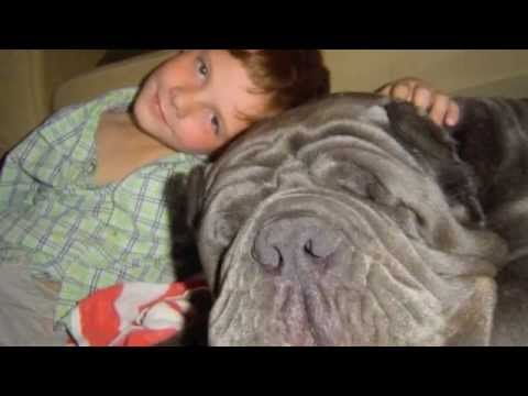 Tribute to our Neapolitan Mastiff FRANNIE (Furia Del Gheno)