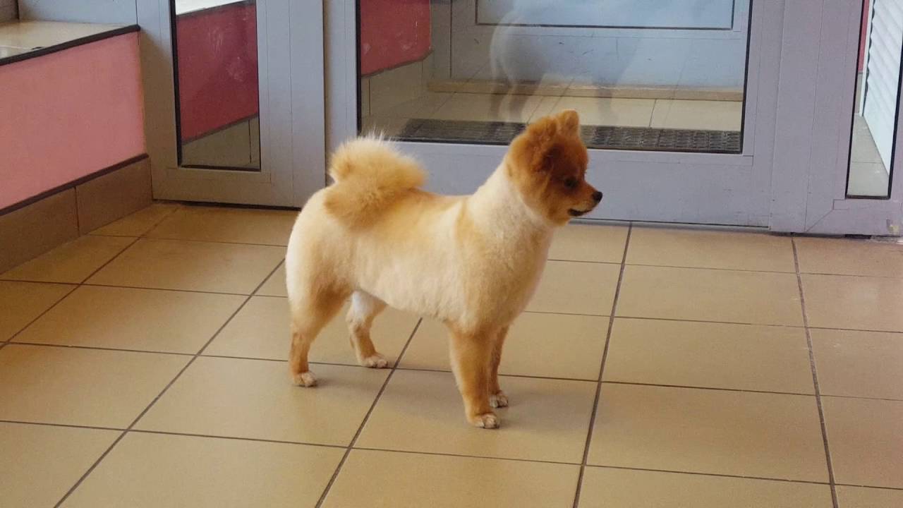 Pomeranian Grooming YouTube