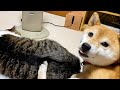ストーブ前に集合する猫と犬の平和な時間