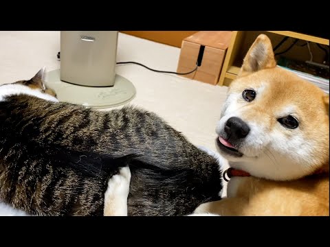 ストーブ前に仲良く集合する猫と犬 Youtube