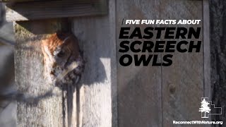 Five Fun Facts About Eastern Screech Owls