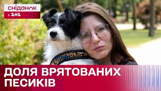 Рік теракту на Каховській ГЕС: Як живуть тварини, яких врятували з води?