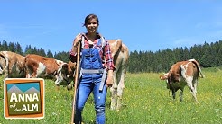 Bunt Wie Ein Wildhund Doku Reportage Fur Kinder Anna Und Die Wilden Tiere Youtube