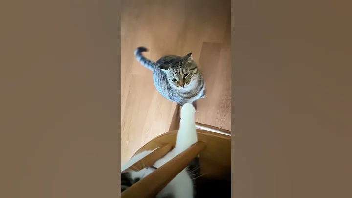 Video 8574061: cat kitten cute funnycats, funnycats happy cats, cat kitten funny happy, funnycats kitten love