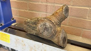 The Chocolate Log - Laburnum Crotch - Wood turning