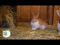 Osteraktion im Wildpark Müden am 09. & 10. April 2023