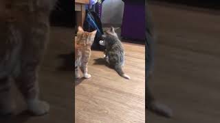 A fluffy furbaby called Gizmo | Crazy Cats | Kitty Cafe UK - Cat Rescue and Cat Cafe