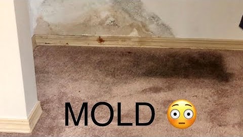 DIY Mold Out Of Carpet Step by Step Over the Counter Products (5055)