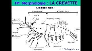 Biologie Animale SVTU S2 :TP Morphologie de la crevette screenshot 4