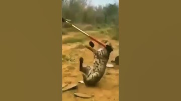 a dangerous bobcat from a trap #shorts