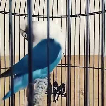 Edan lovebird konslet