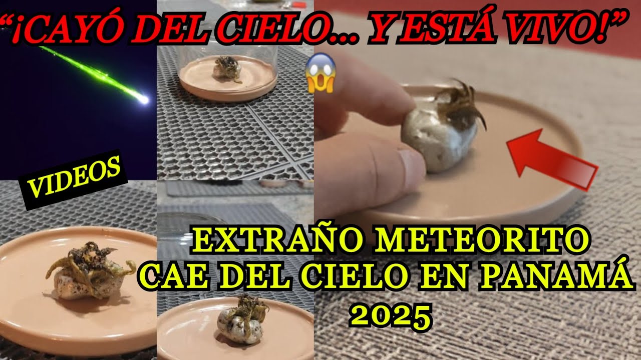 Descubren ORGANISMO VIVO en METEORITO caído en Panamá 2025 ¿Planta o ...