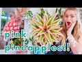 Can You Really Grow Pink Pineapples at Home? Let's Find Out!