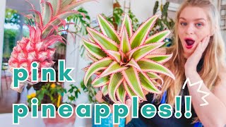 Can You Really Grow Pink Pineapples at Home? Let's Find Out!