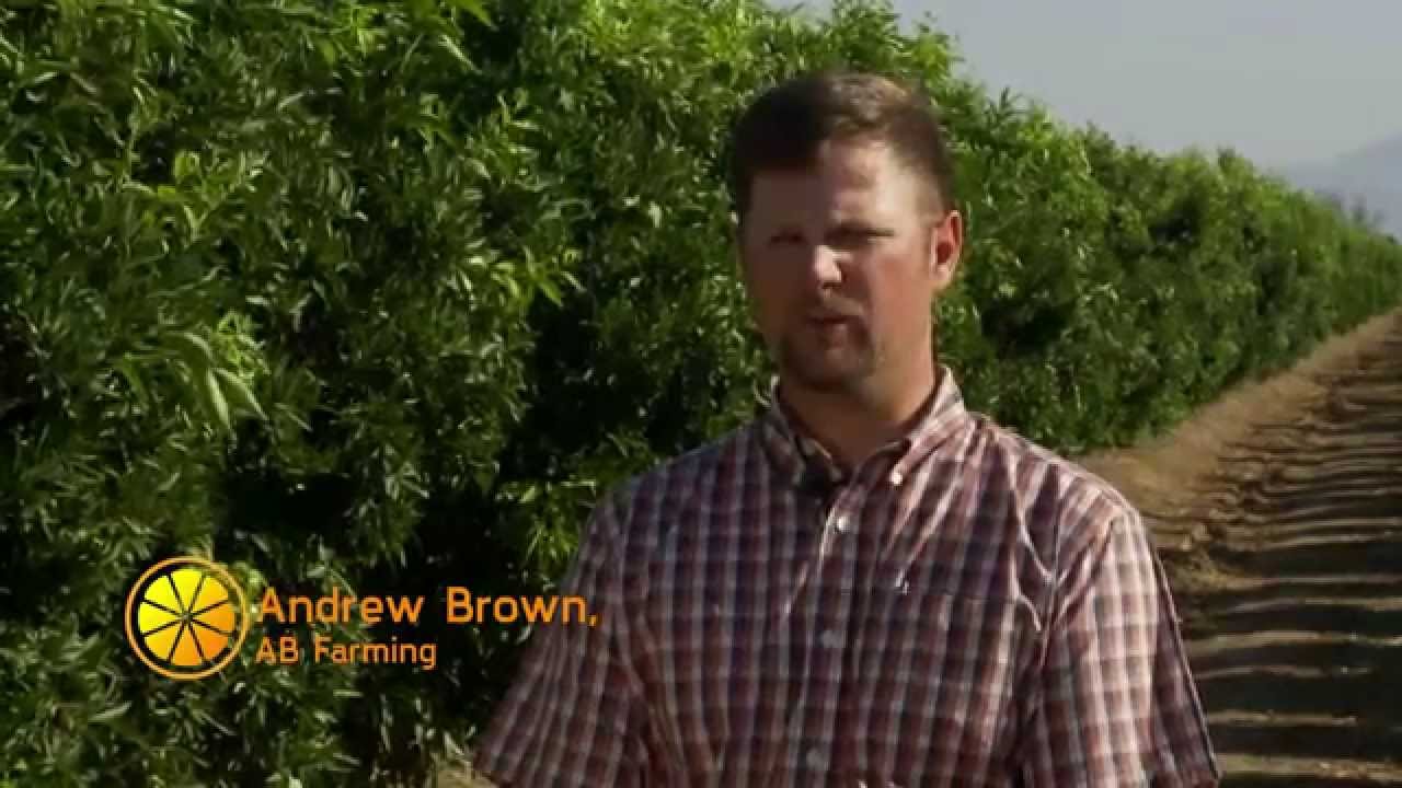 Citrus Strong | Environment